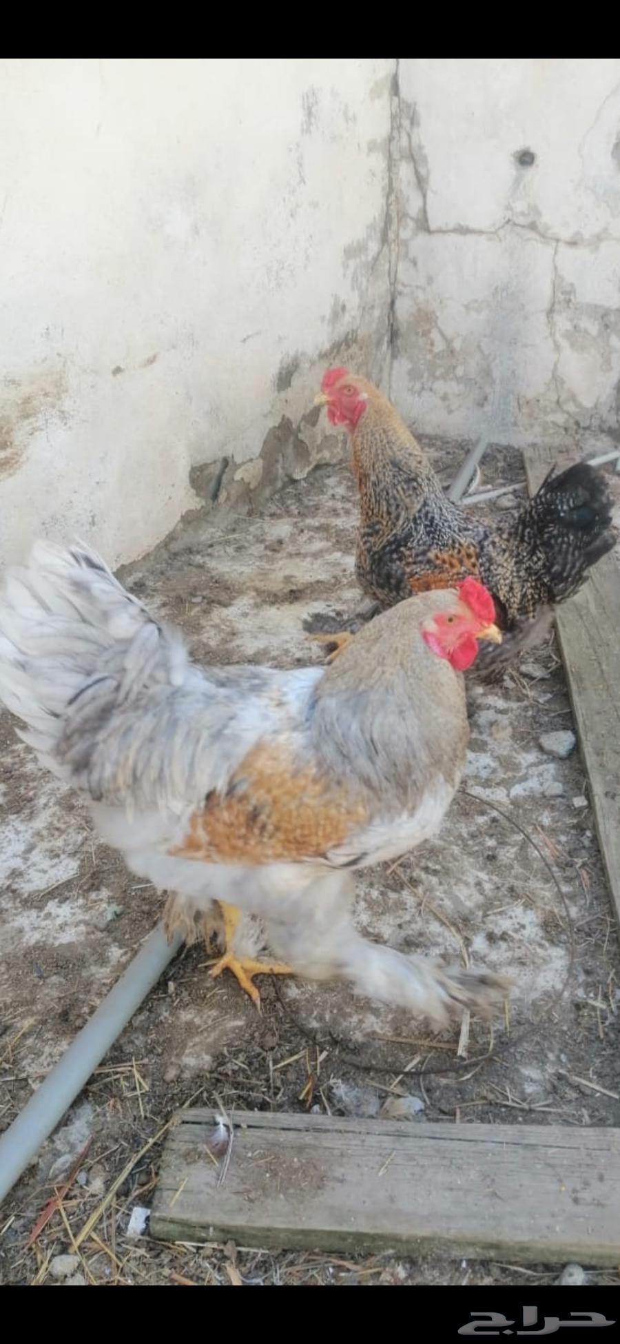 دجاج براهما63231388229251117