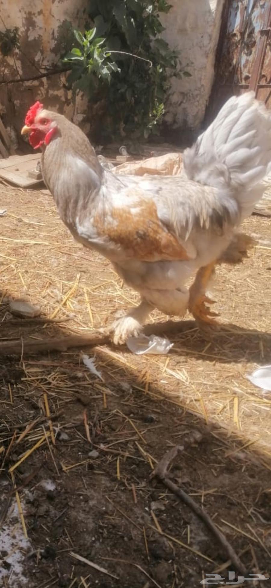 Brahma chicken63231388229251112