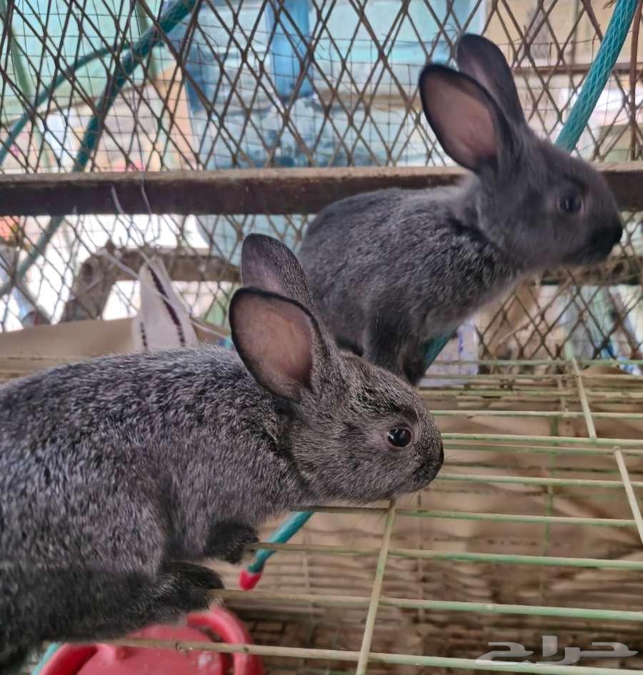 Rabbits631728617448971120