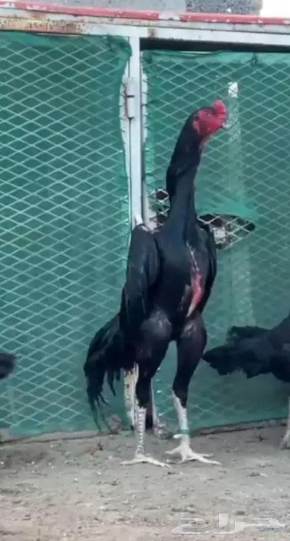 Chamou's chickens are descendants of an earthquake.63172425602689113