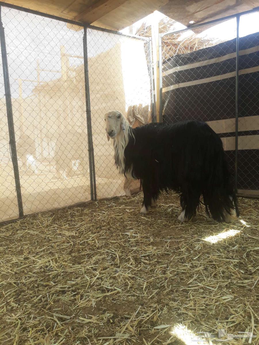Tali, a Najdi stud ram, category sold63171507587329113