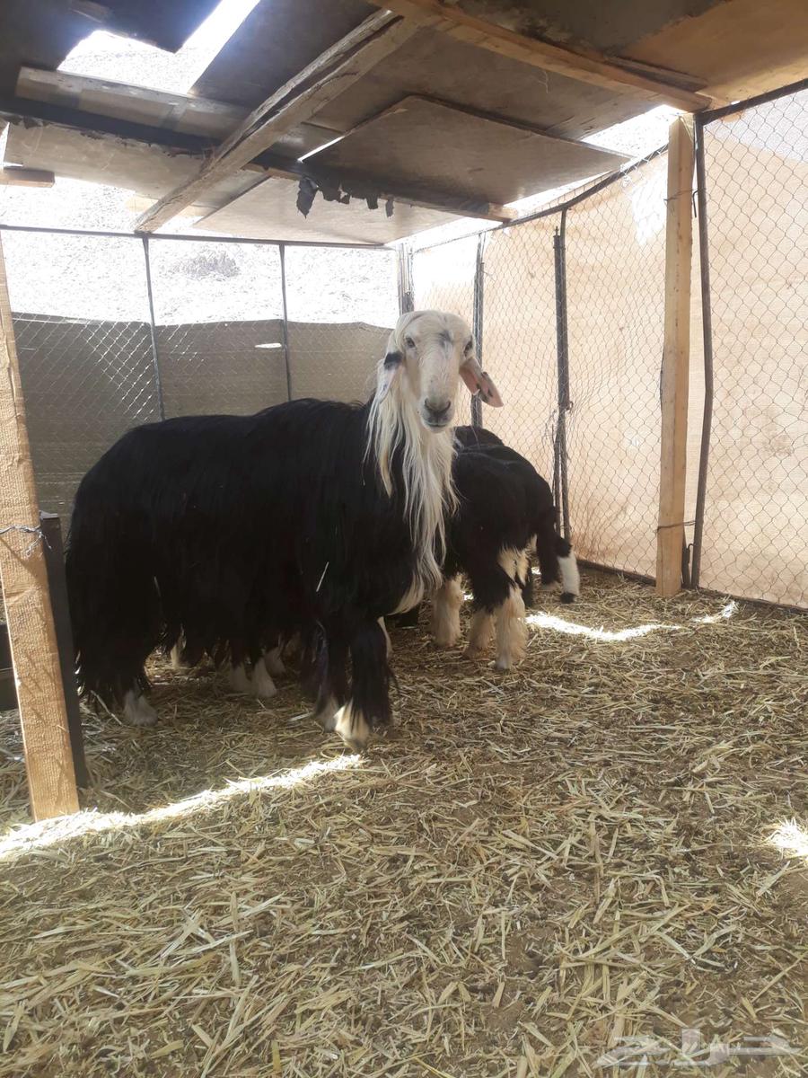 Tali, a Najdi stud ram, category sold63171507587329114