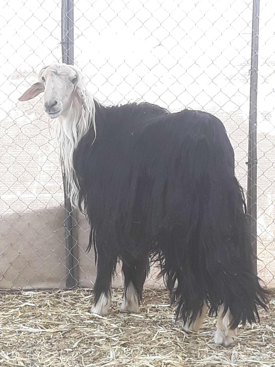 Tali, a Najdi stud ram, category sold63171507587329112