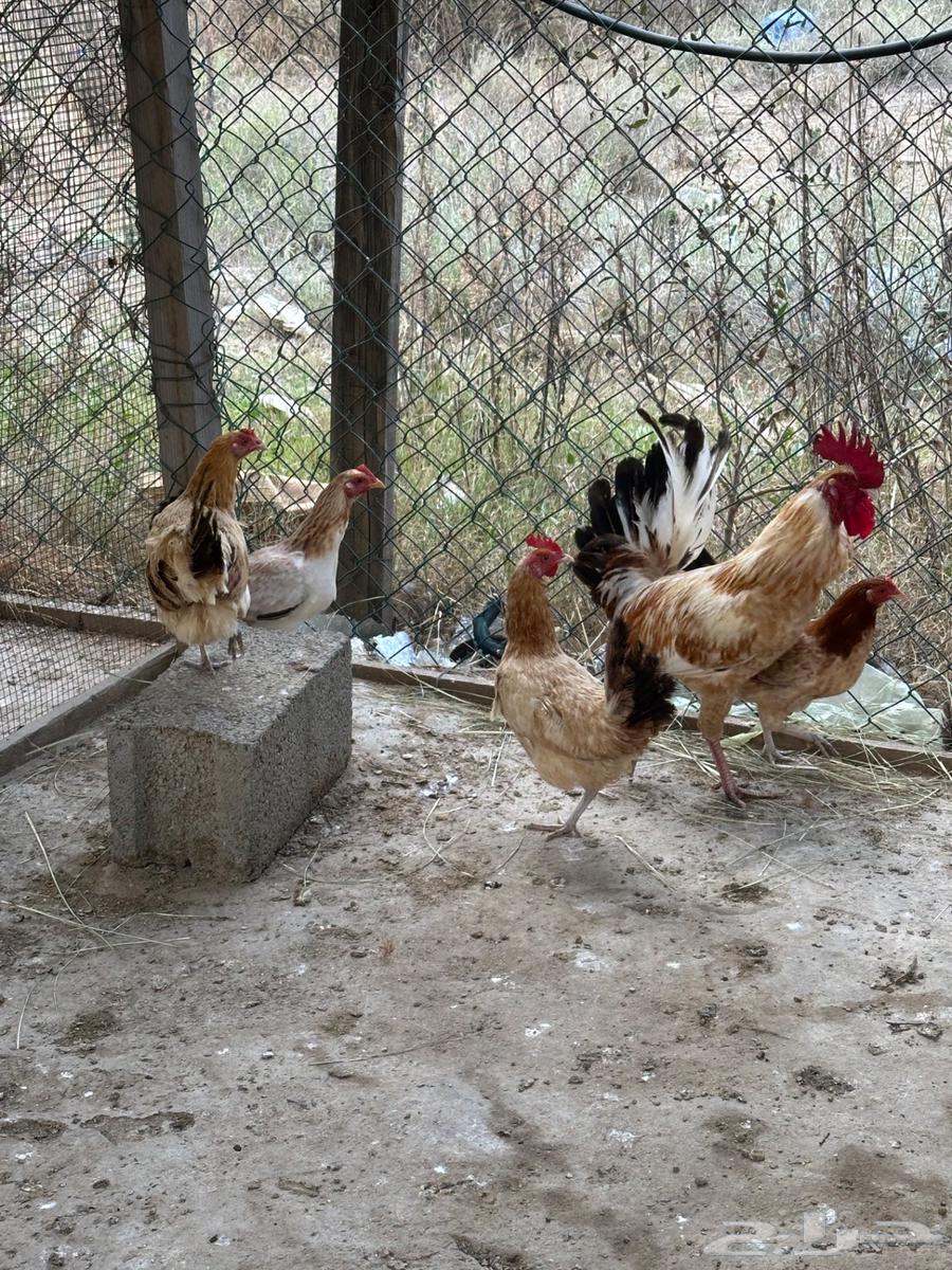 Local chicken appetizers63172896544514113