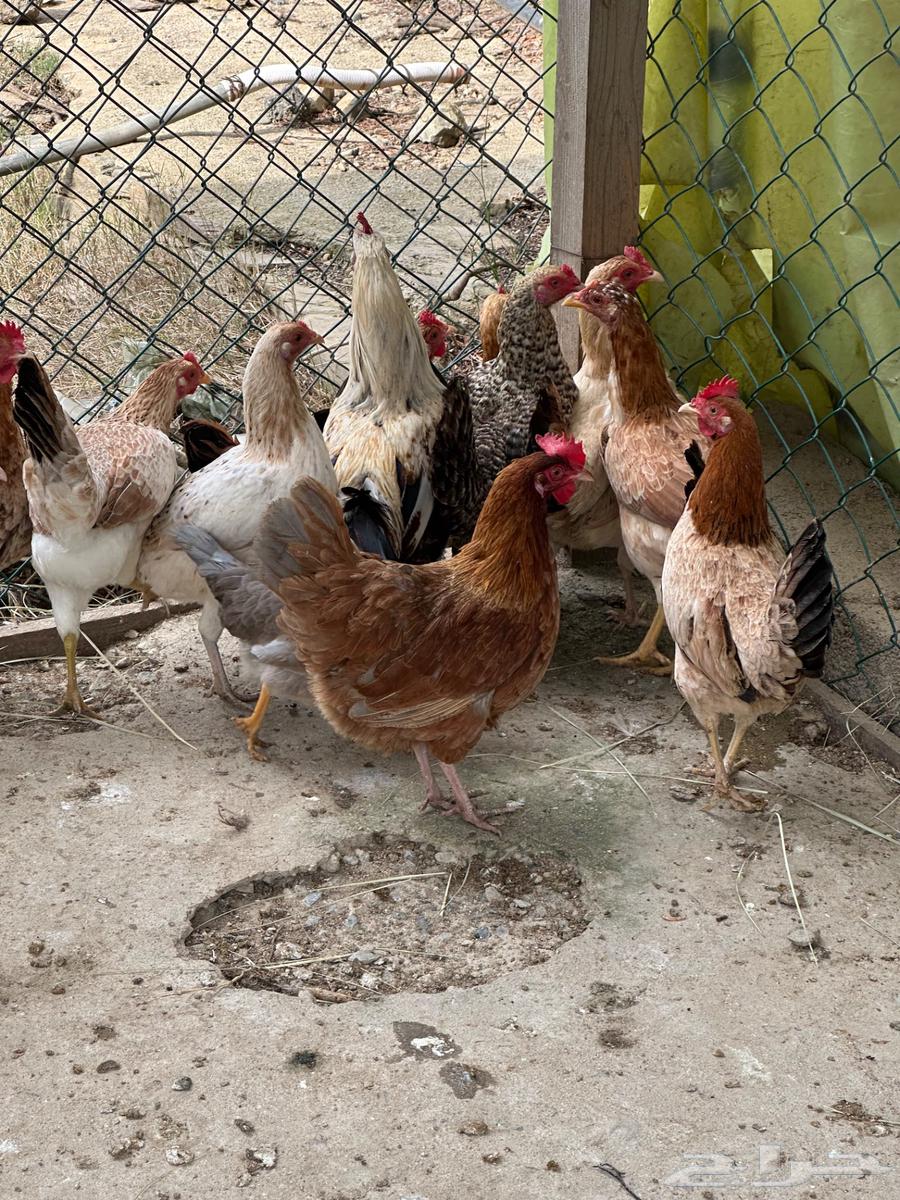 Local chicken appetizers63172896544514114