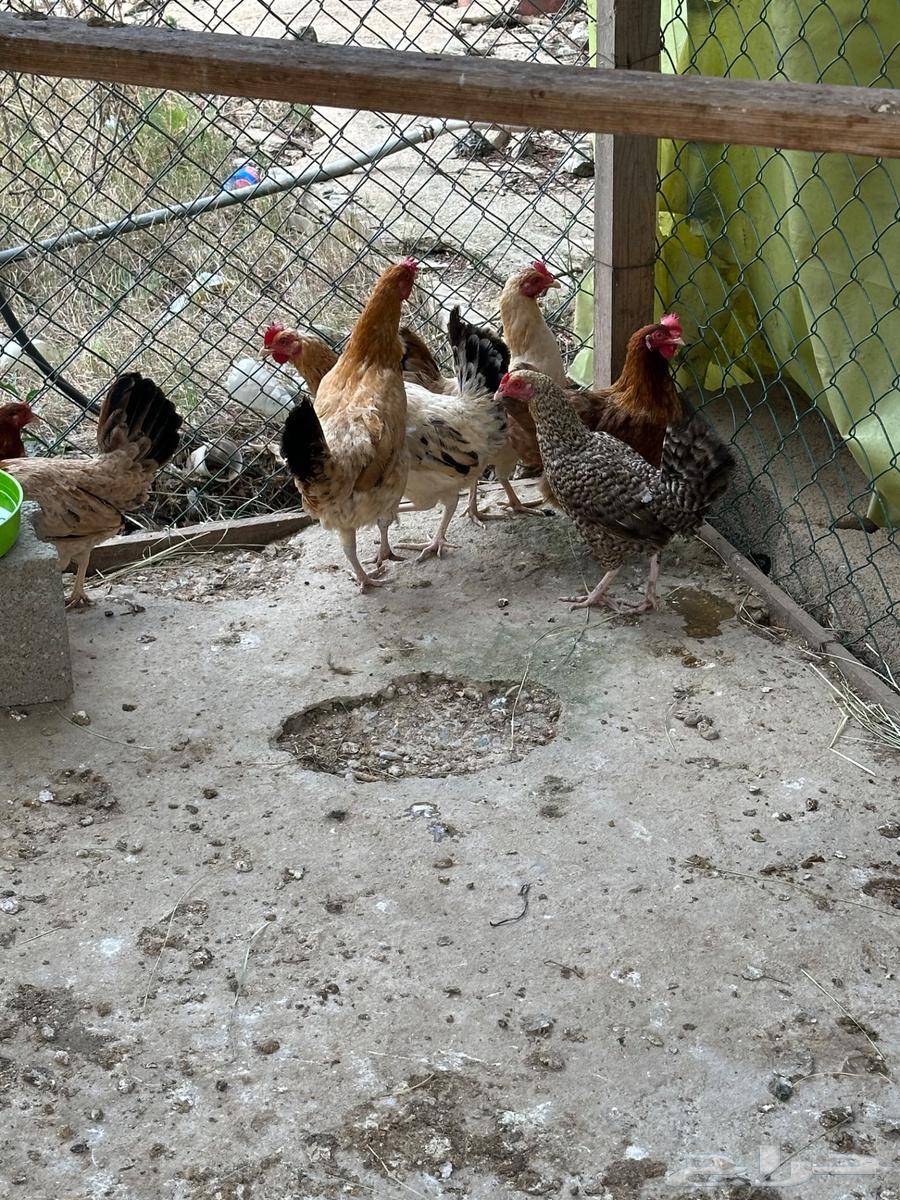 Local chicken appetizers63172896544514111