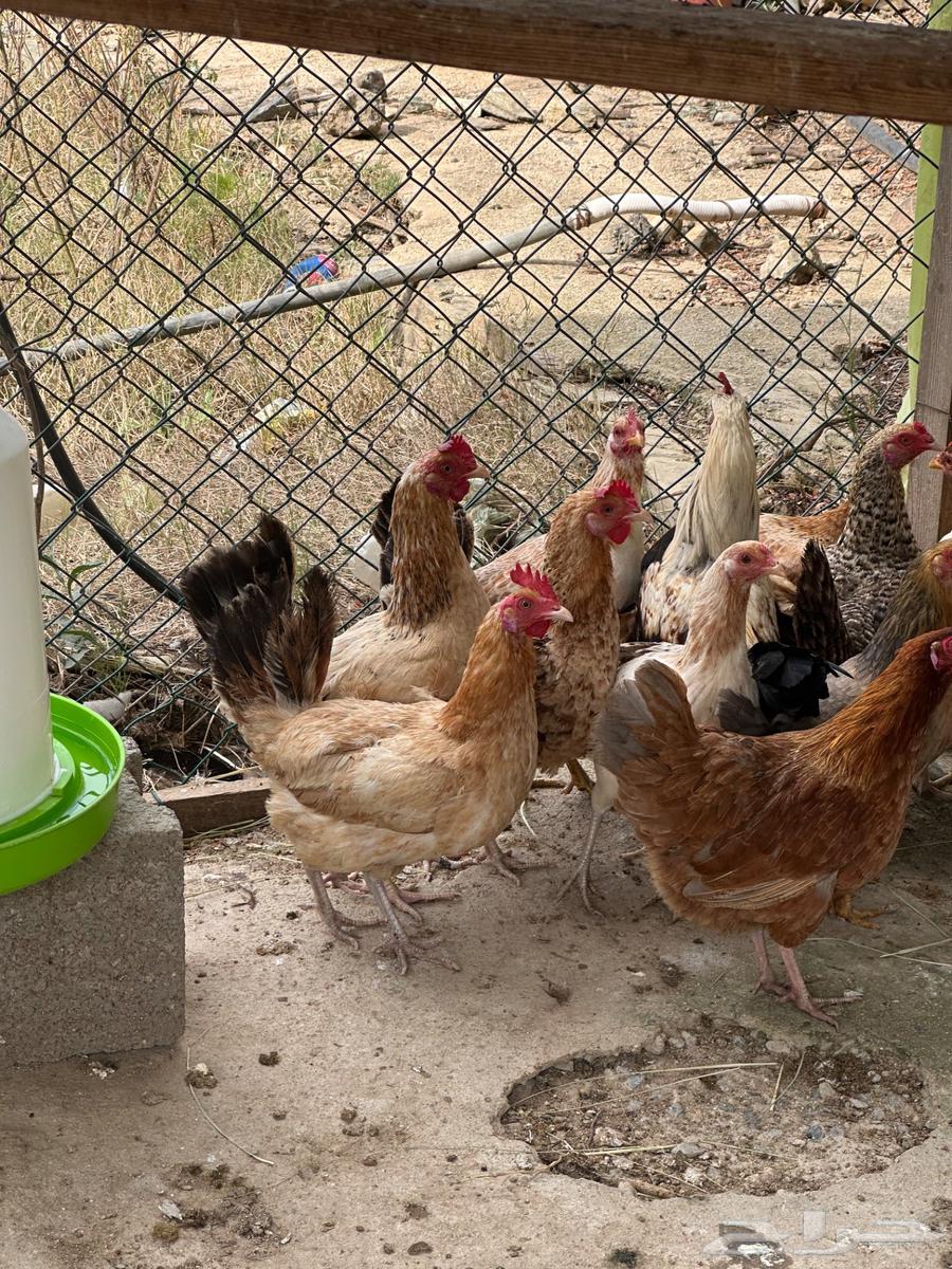 Local chicken appetizers63172896544514115
