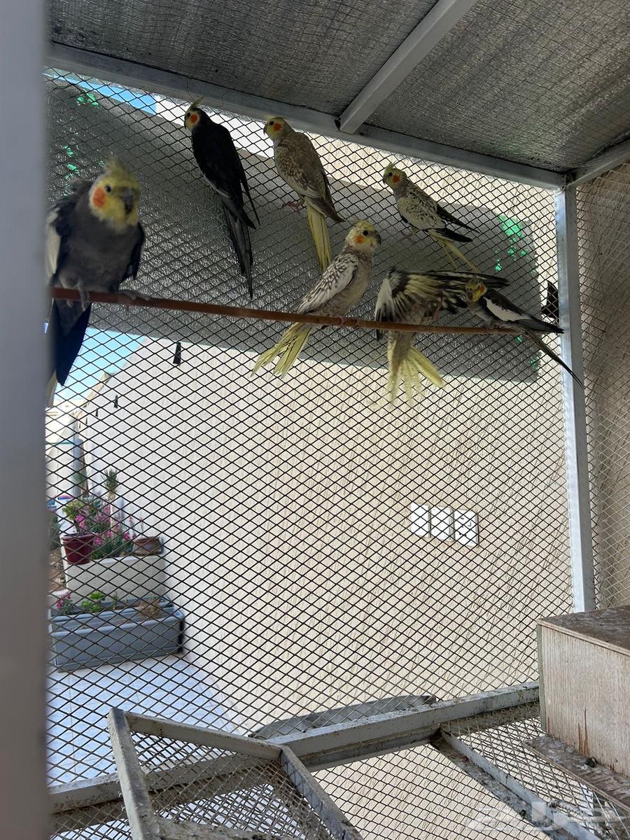For sale, breeding peacocks63172429727490110