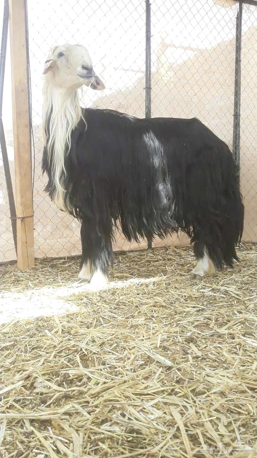 Tali, a Najdi stud ram, category sold63171507587329111
