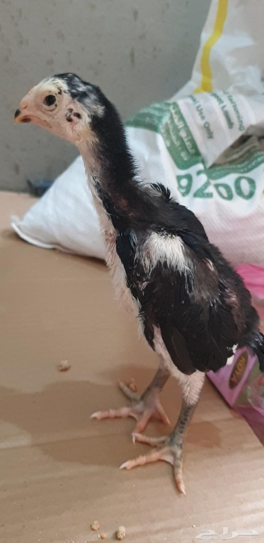 Chamou's chickens are descendants of an earthquake.63172425602689111