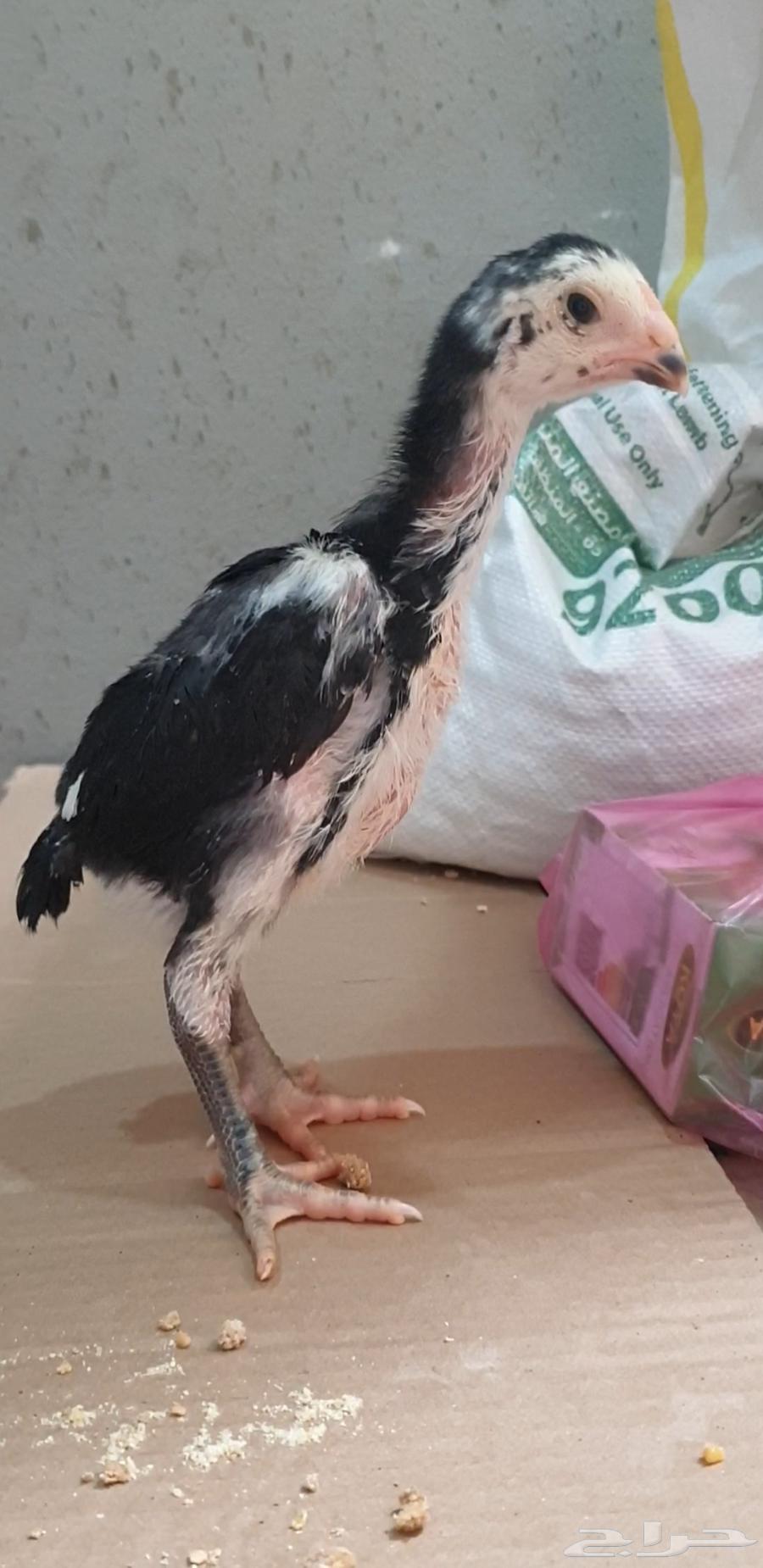 Chamou's chickens are descendants of an earthquake.63172425602689112