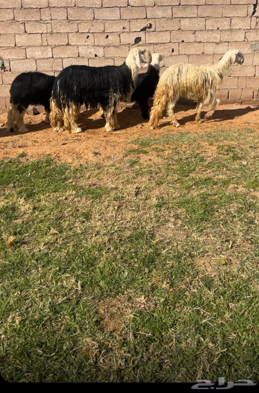 For sale, a two-year-old Najdi stallion.63168742942083111