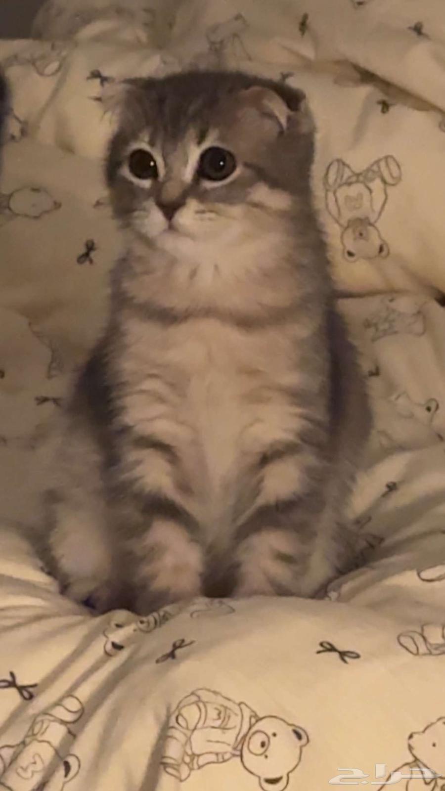 Scottish male cat63168244100610111