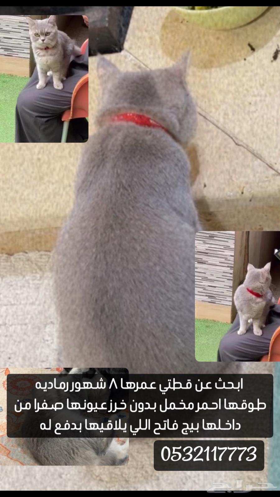 ابحث عن قطة مفقودة بالخرج حي الريان63167768119043111
