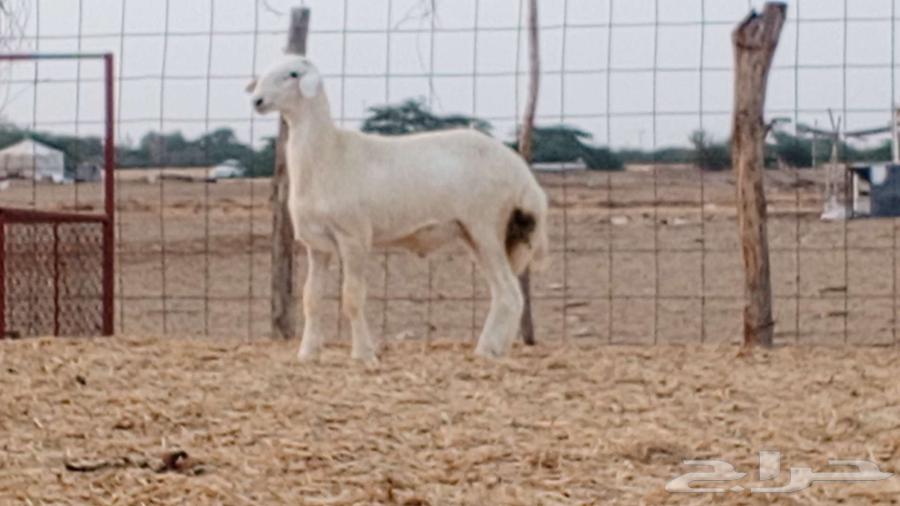 A luxury stallion project has been sold63168718895617111