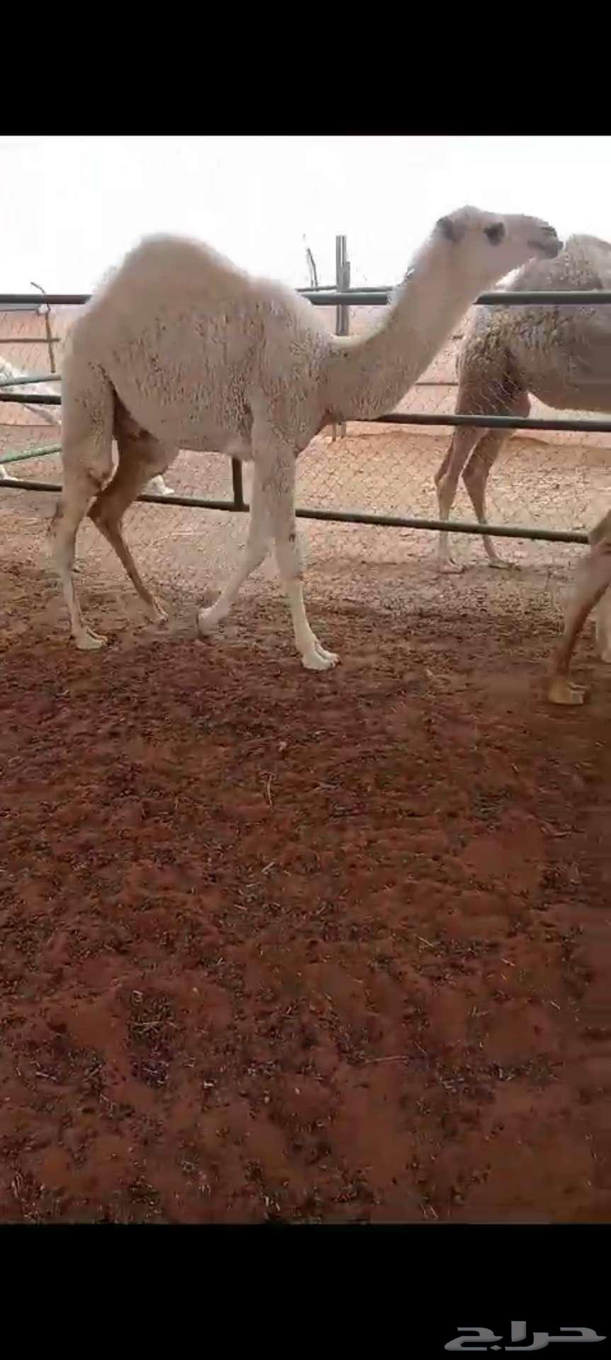 حشوان للبيع63166848365698112