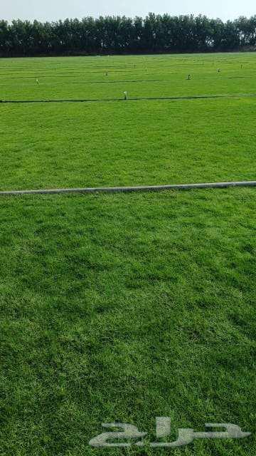 Angela, the grass, the thistle, nature and artificial.63165472000643112