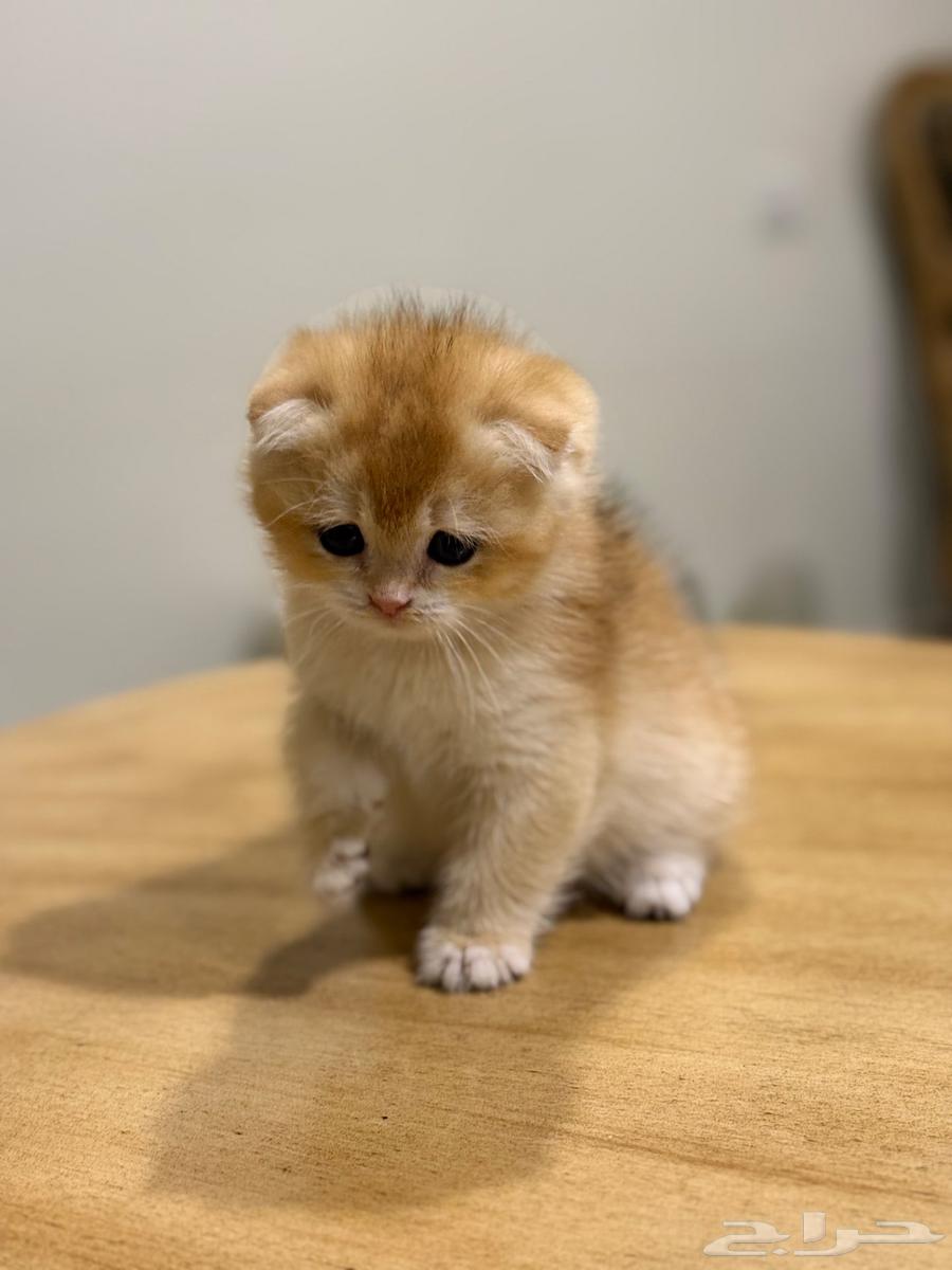 ((Sold)) Male kitten, Scottish Fold, high quality, for sale63165456432129114