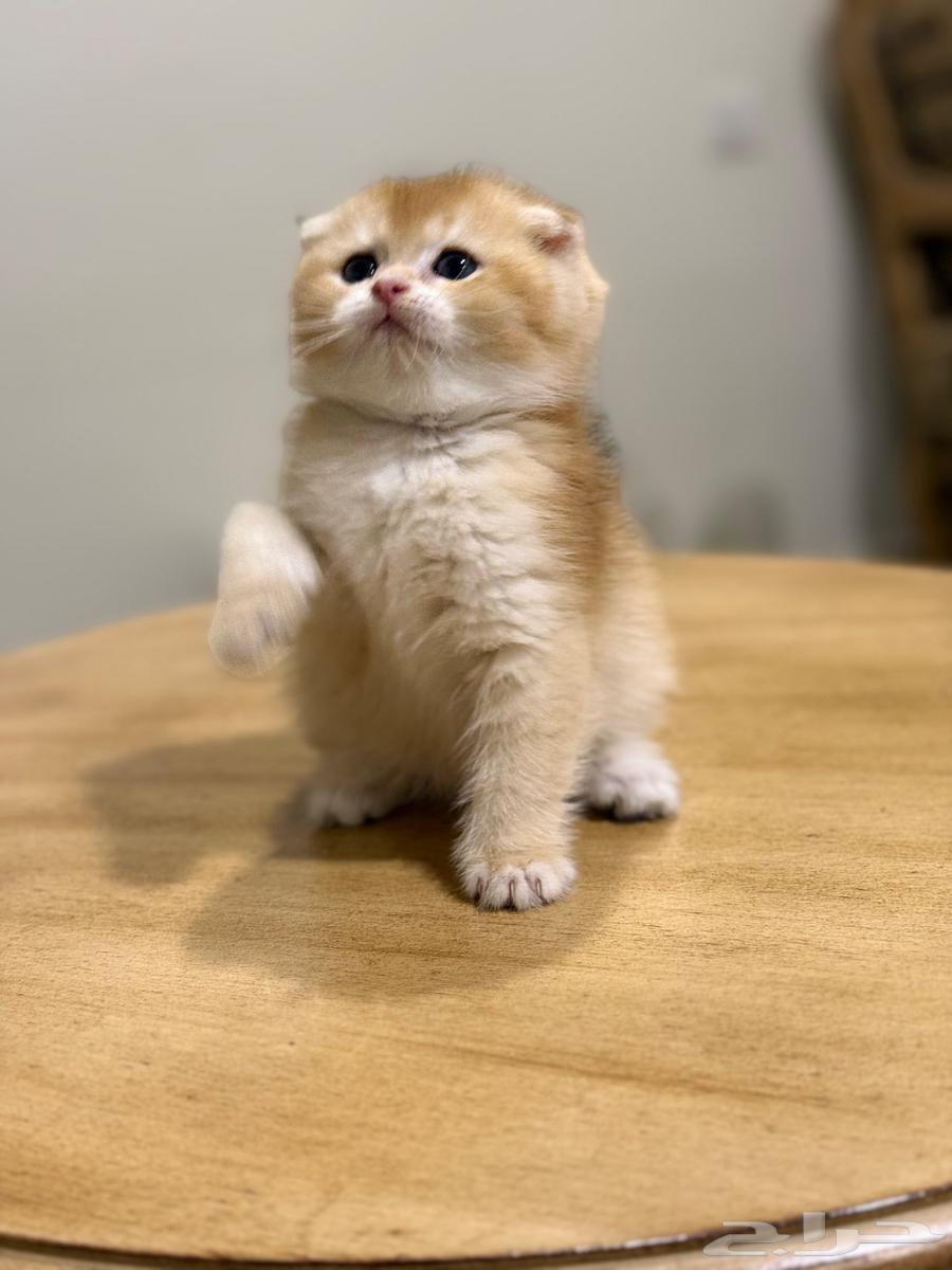 ((Sold)) Male kitten, Scottish Fold, high quality, for sale63165456432129111