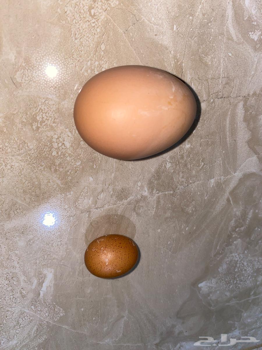 Roosters' eggs Brahma curiosities63504032278529111