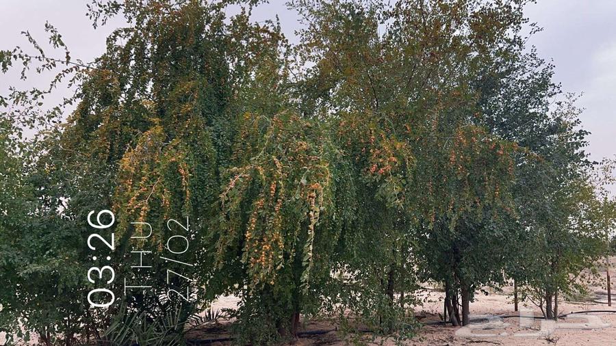 For sale, a farm west of Al-Mulaiji, electronic title deed 62213m263009594920067113