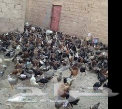Local white chickens and Fayoumi chickens for sale631603744323861111