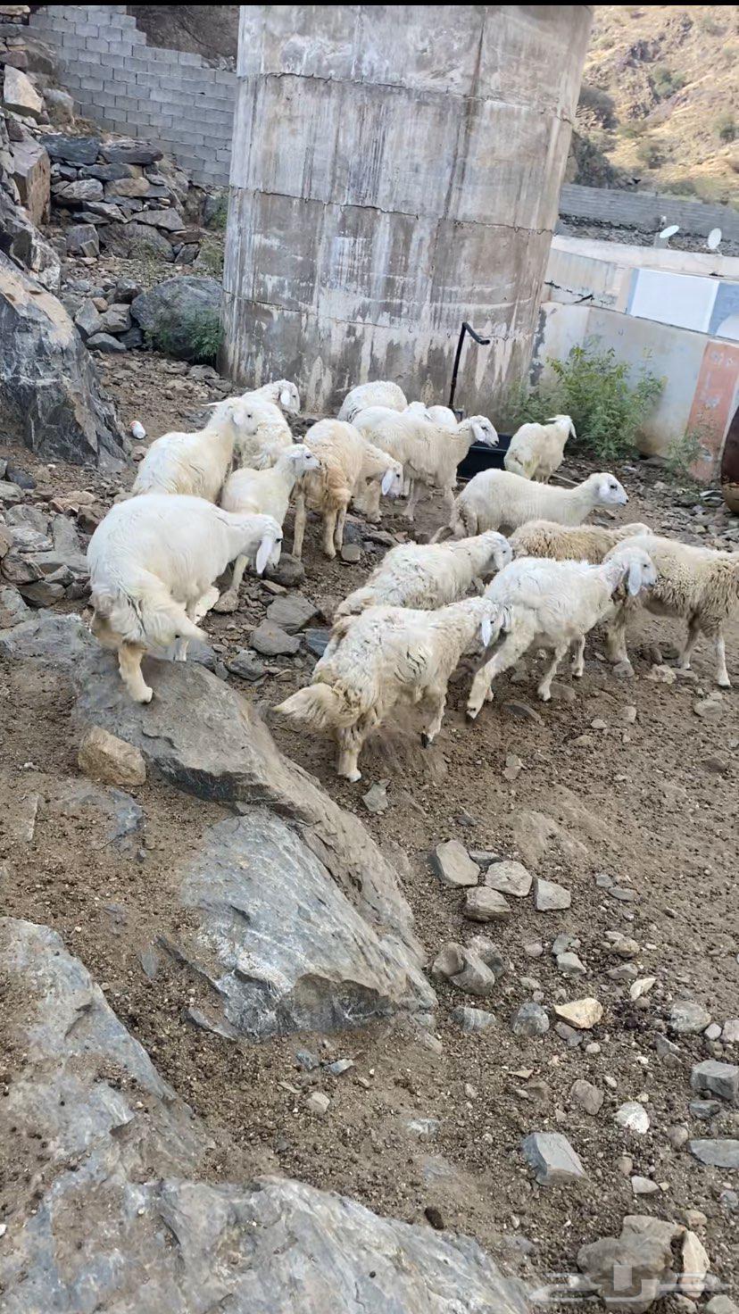 طليان ورخال العدد 16 مقسومه إناث وذكور63159472752897113