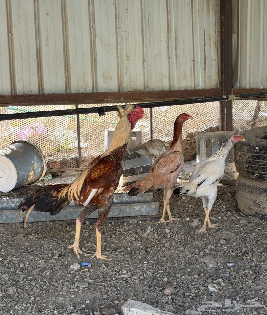 Luxury Pakistani chicken, finally sold, sold.63503030376577111