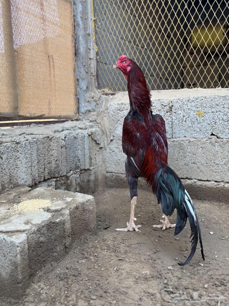 Luxurious and authentic Pakistani rooster  
Sold sold63503030345986111