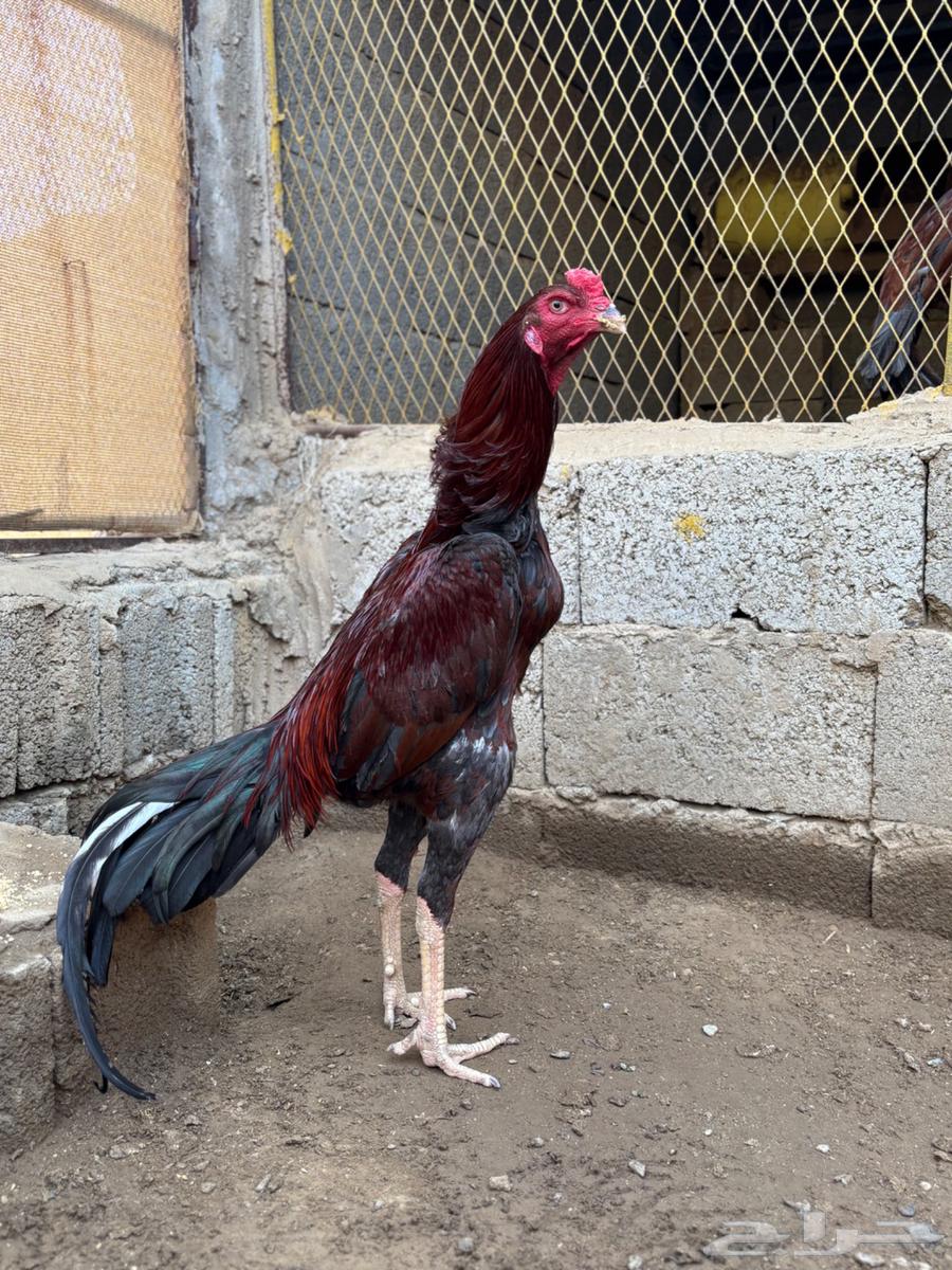 Luxurious and authentic Pakistani rooster  
Sold sold63503030345986112