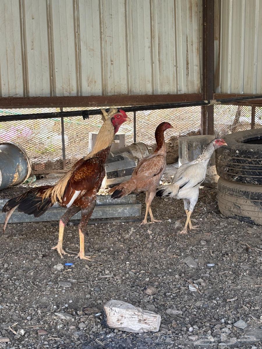 Luxury Pakistani chicken, finally sold, sold.63503030376577112