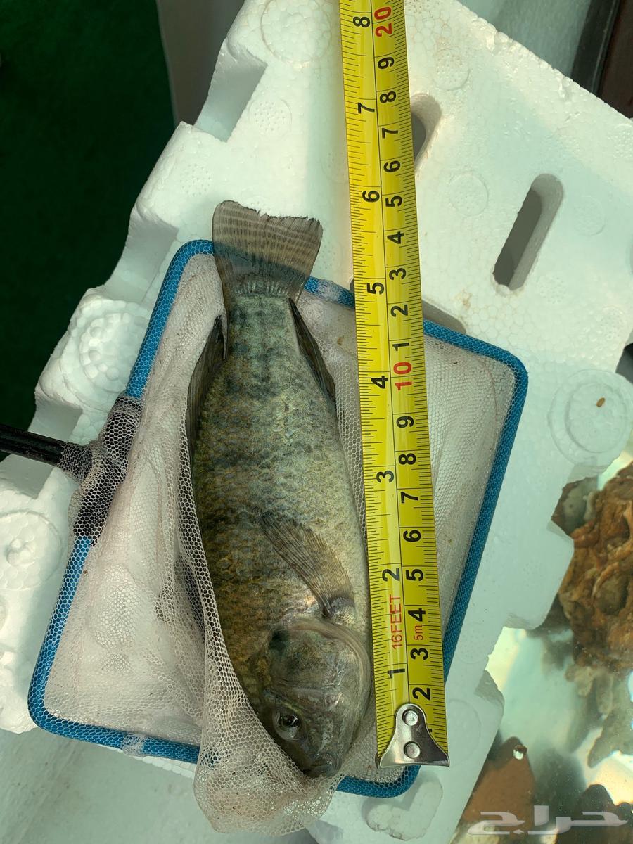 Live tilapia fish for sale631599089820171115