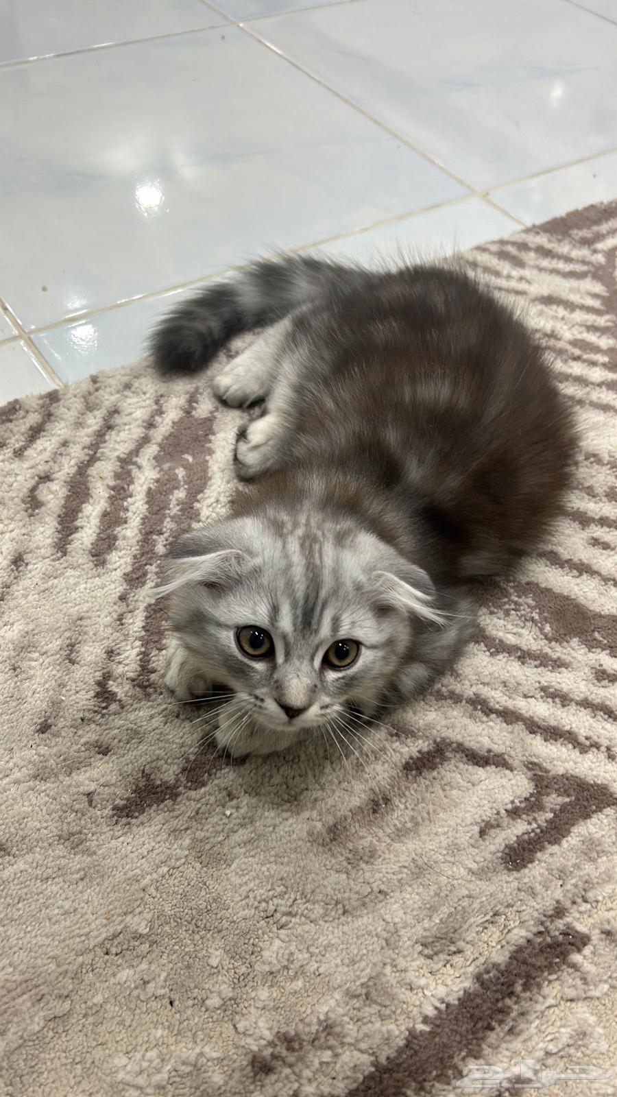 Scottish Fold kittens for sale63160354782849110