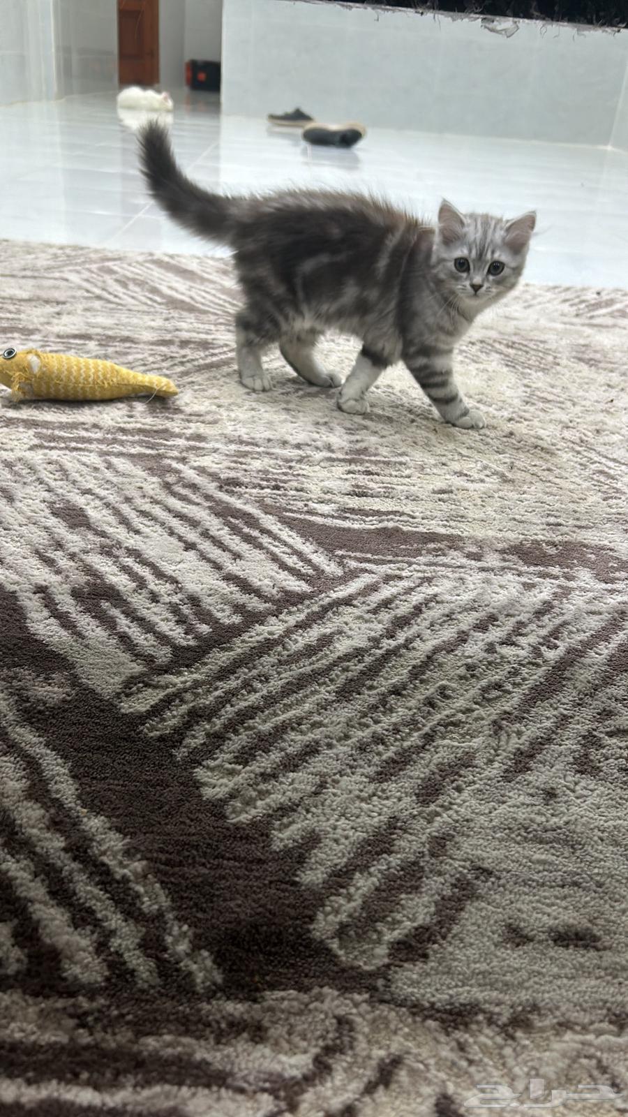 Scottish Fold kittens for sale63160354782849111