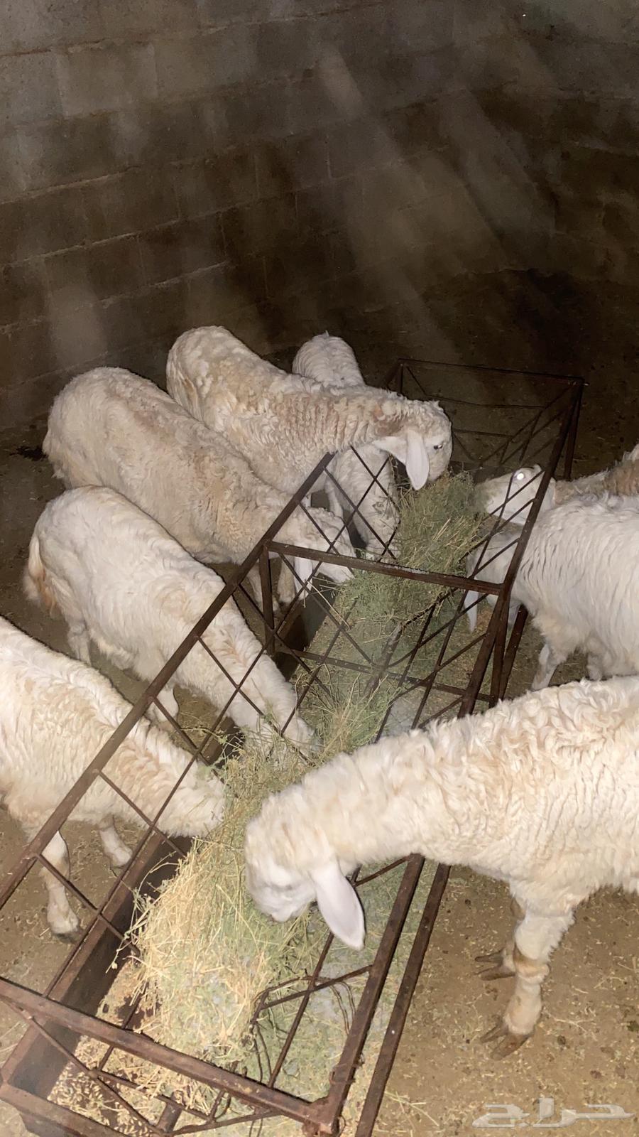 طليان ورخال العدد 16 مقسومه إناث وذكور63159472752897114