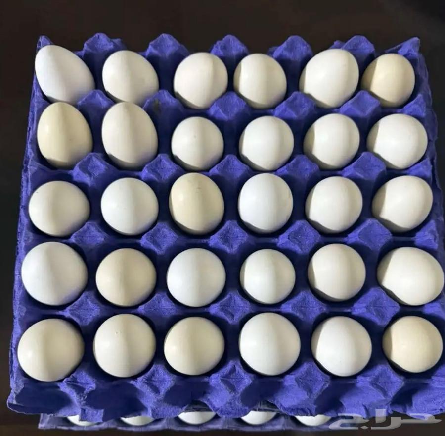 بيض دجاج بلدي بسعر 10ريال عرض خاص631585425888031121