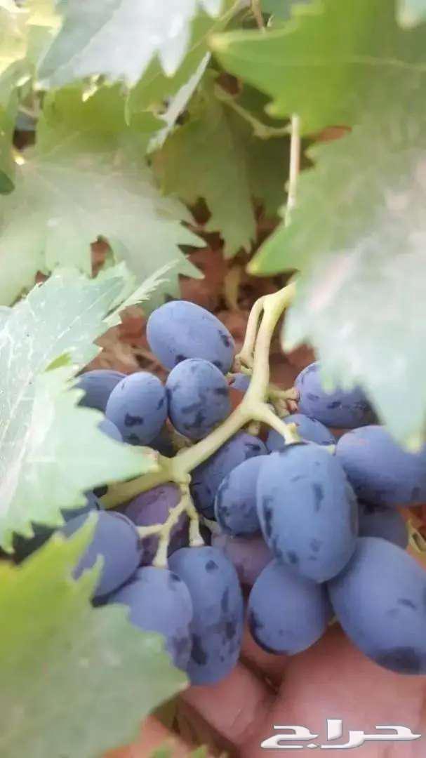 Grapevine seedlings for sale, my daughters, 3 types63157658338433114