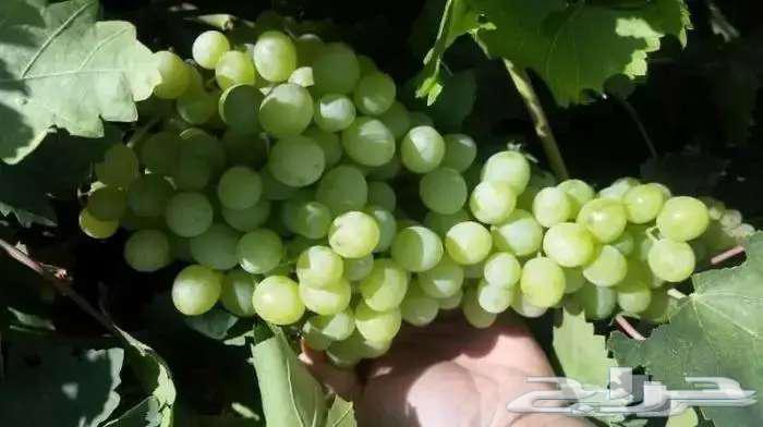 Grapevine seedlings for sale, my daughters, 3 types63157658338433112