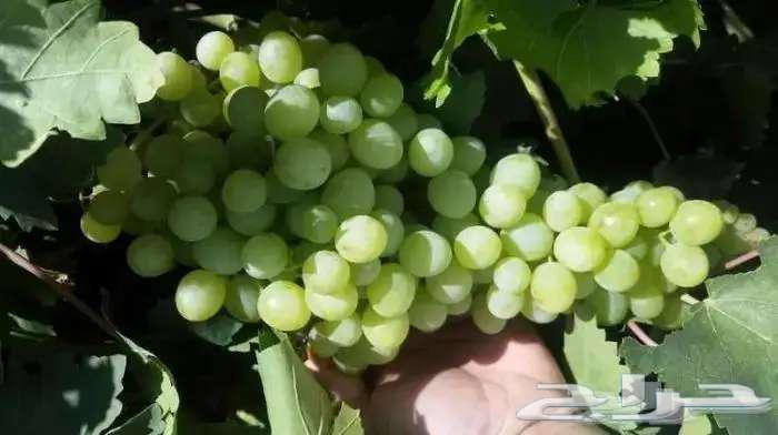 Grapevine seedlings for sale, my daughters, 3 types63157658338433113