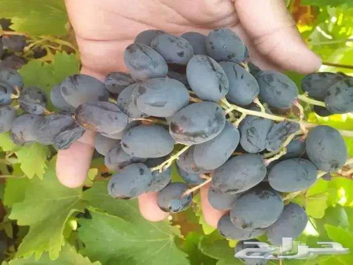 Grapevine seedlings for sale, my daughters, 3 types63157658338433111