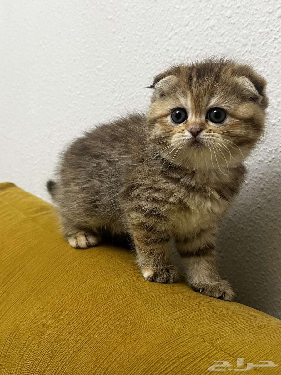 Kitten Scotch fold63157627392258111