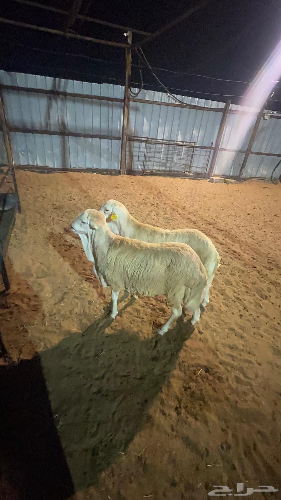 طليان رفيدي مرابي63154812393857111