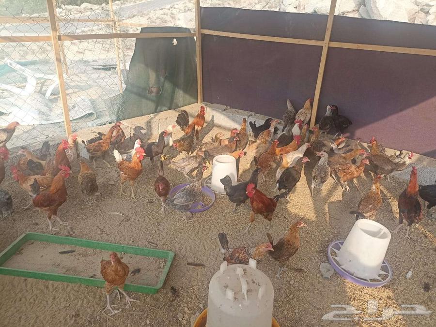 Local chicken with its rooster63157650196098111