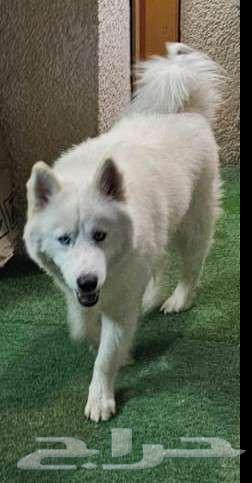 Male Husky with long hair for sale631529690976031123