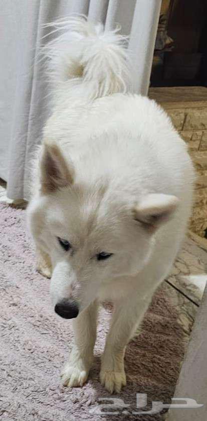 Male Husky with long hair for sale63152969097603111