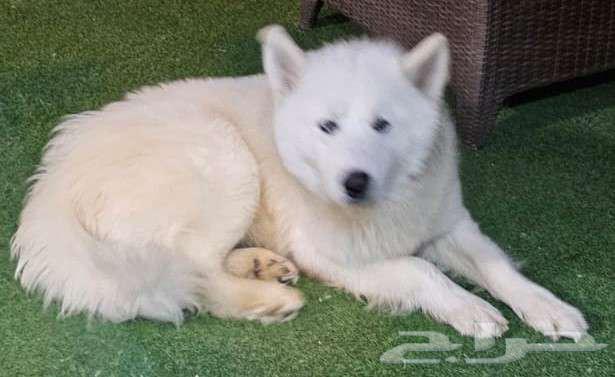 Male Husky with long hair for sale63152969097603112