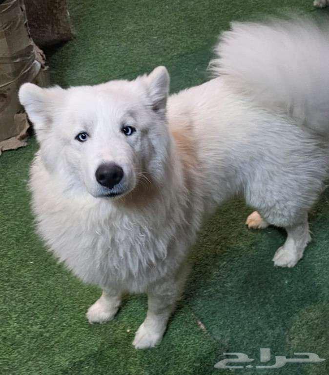Male Husky with long hair for sale63152969097603113