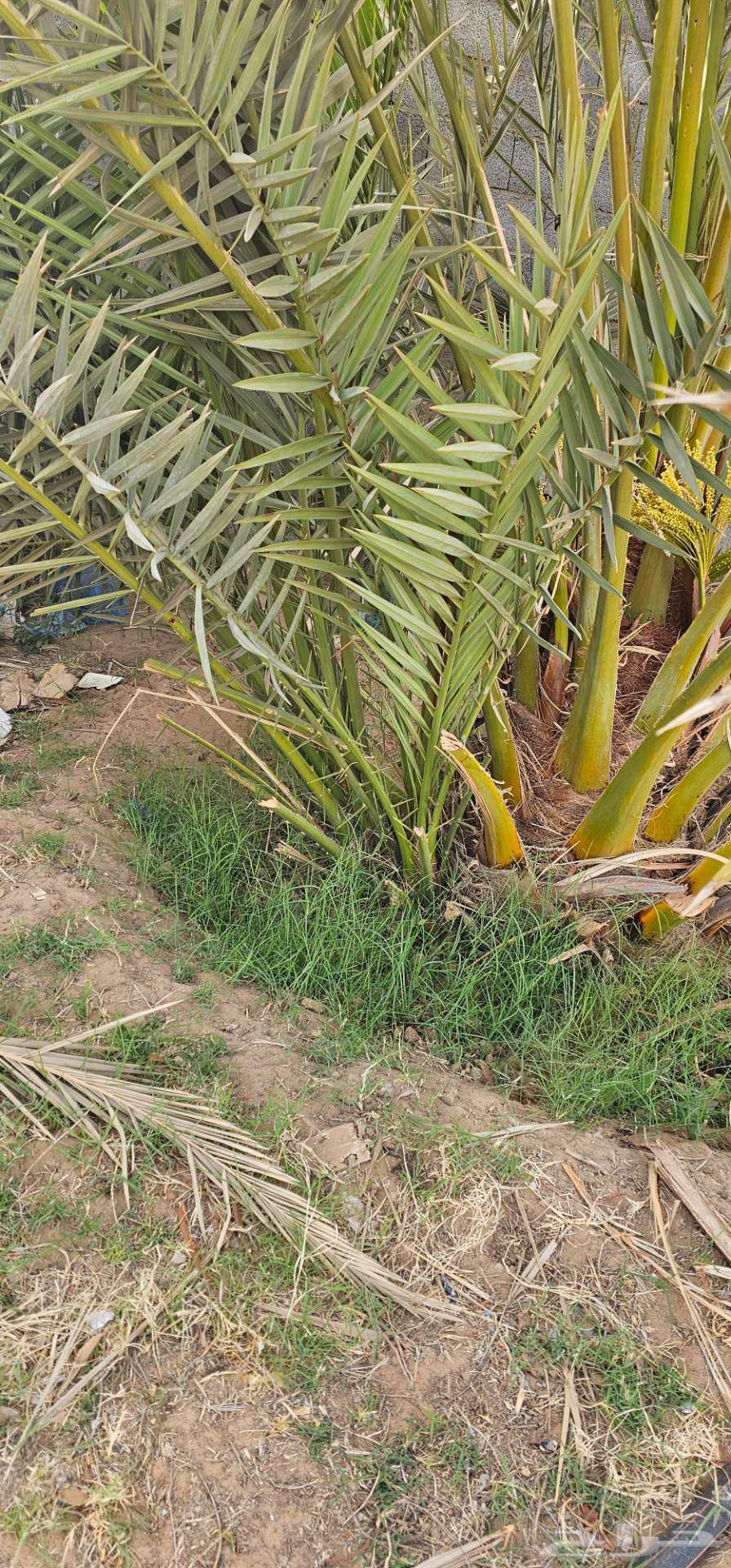 Palm files have a problem63152501658115113