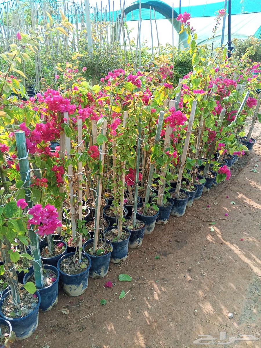 أشجار ونباتات الزينة63154369587842112