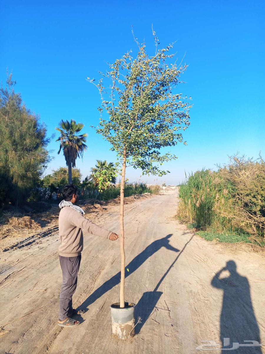 أشجار ونباتات الزينة631543695878421120